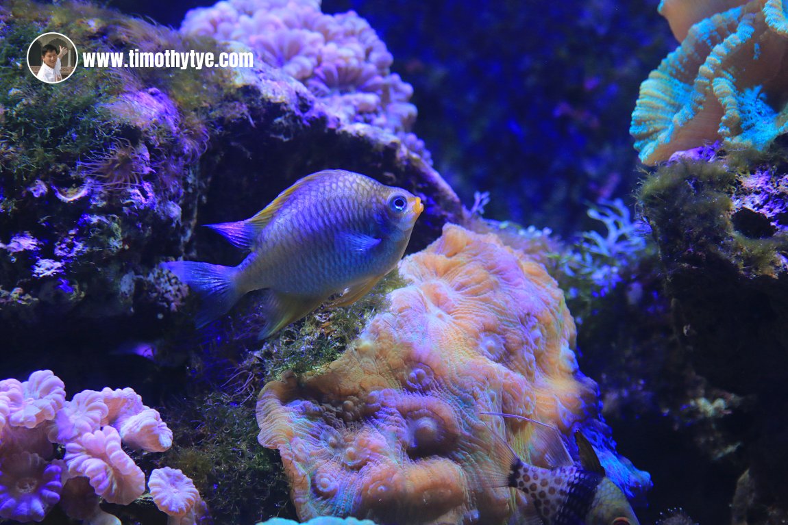 Fish swimming among the corals at Underwater World Langkawi