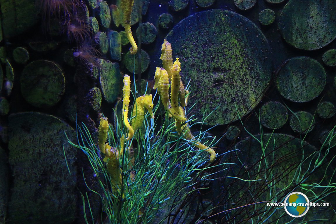 Penang Aquarium