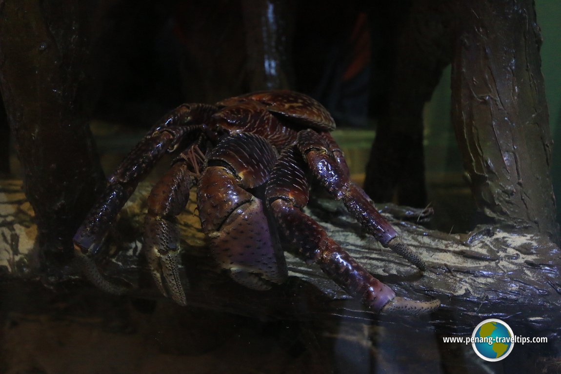 Penang Aquarium