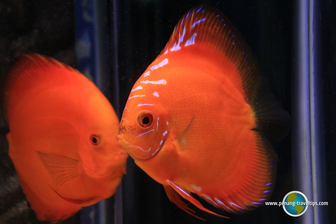 Penang Aquarium