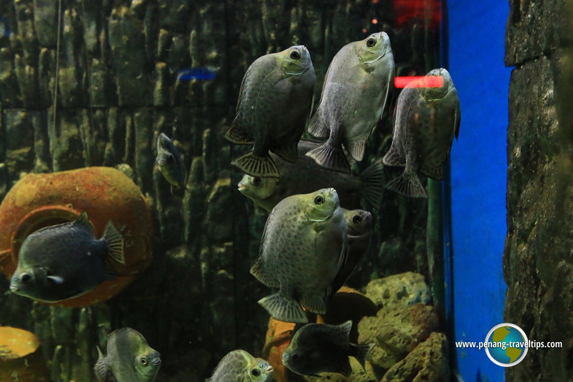 Penang Aquarium