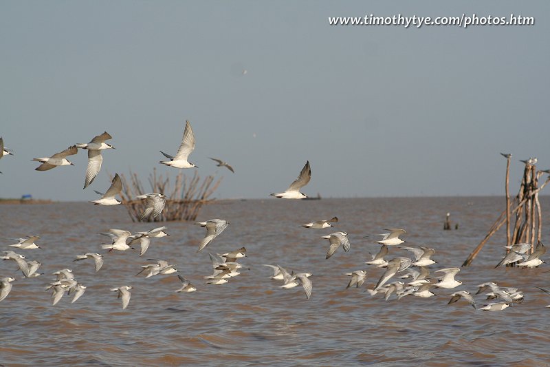 Birds at the Tonlé Sap