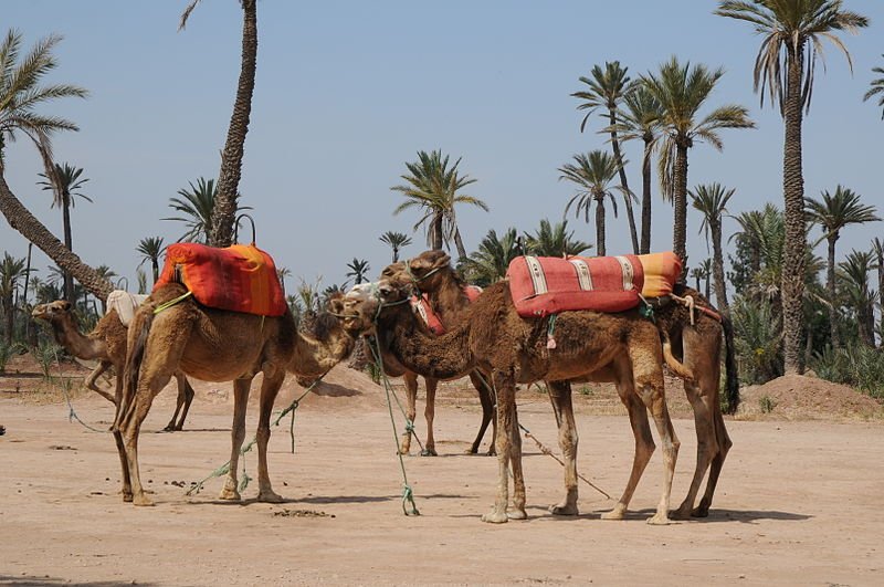 Camels at La Palmeraie, Marrakesh