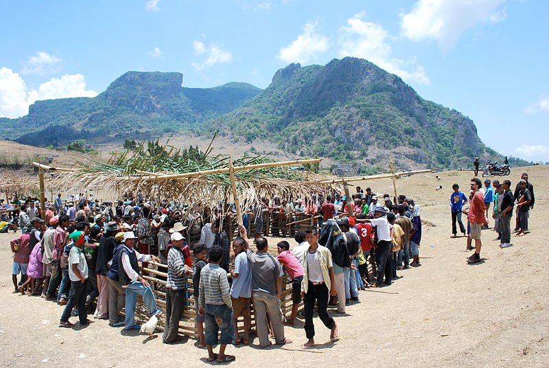 A cockfight in East Timor