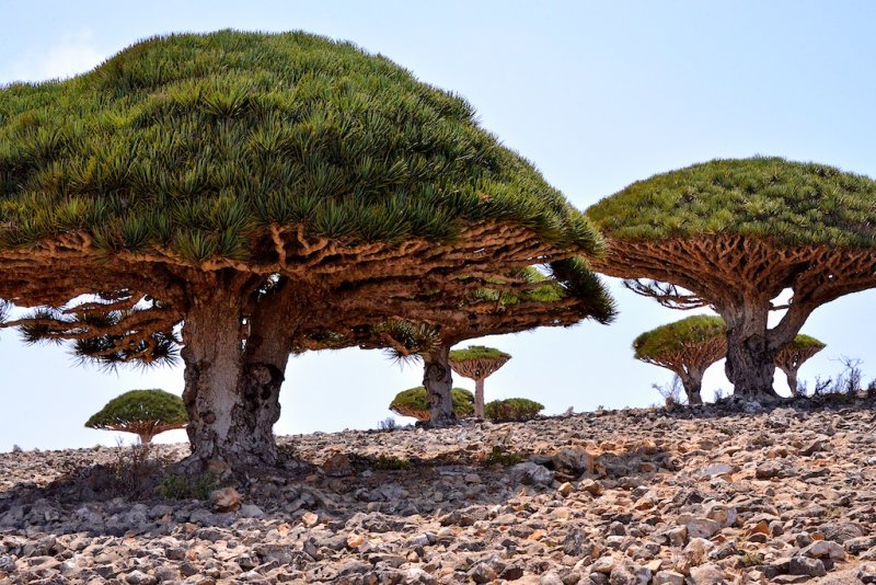 Dragon blood trees on Socotra Island, Yemen