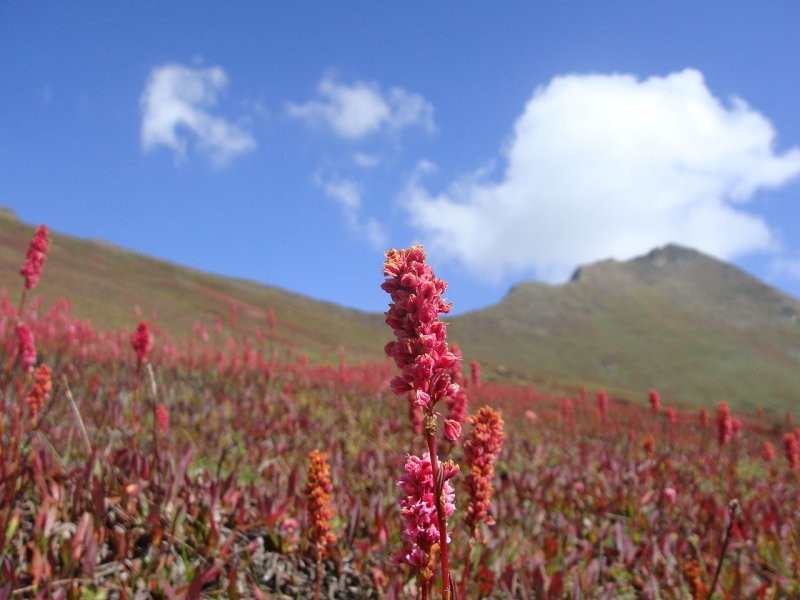 Flowers in bloom in Dudipatsar, Pakistan