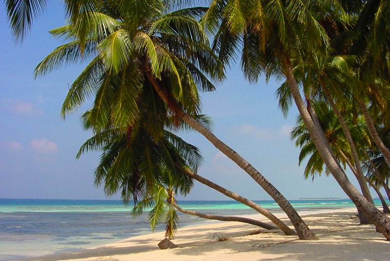 Coconut palms on Île de Maafushi, Maldives
