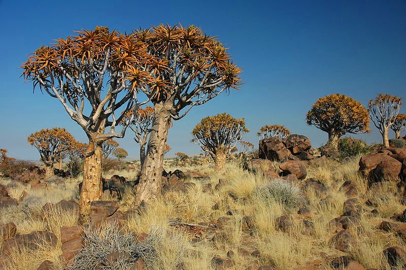 Quivertree Forest near Keetmanshoop, Namibia