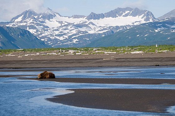 Brown bear, Hallo Bay, Katmai National Park