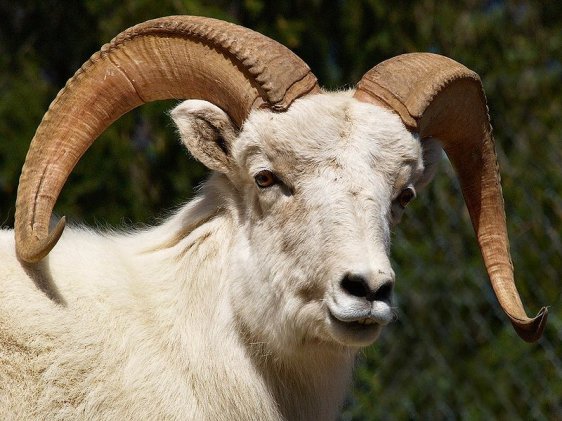 Dall sheep in Alaska Zoo, Anchorage