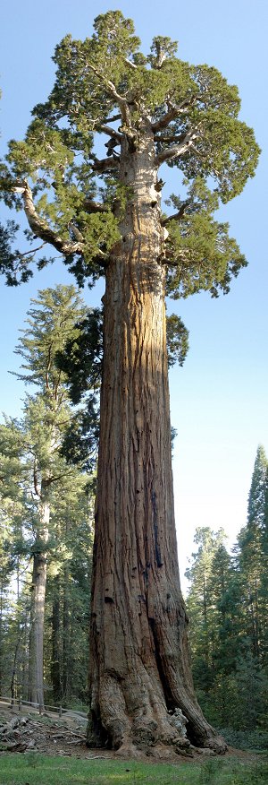 General Grant Tree, Kings Canyon National Park