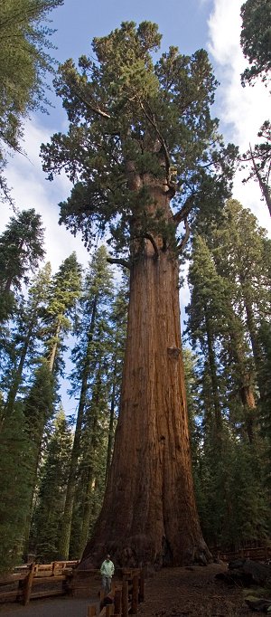 General Sherman tree, Sequoia National Park