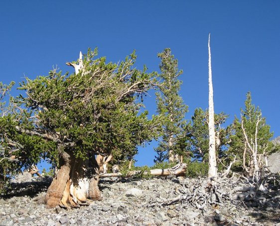 Great Basin Bristlecone Pine, Great Basin National Park