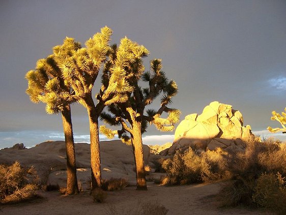 Joshua trees at sunset, Hidden Valley Campground