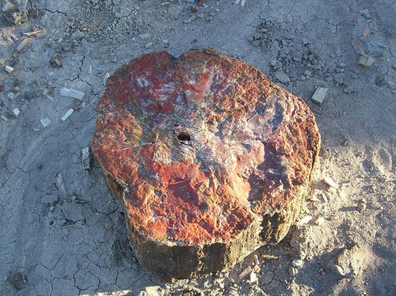 Petrified wood in Petrified Forest National Park