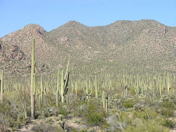 Saguaro cacti at Saguaro National Park