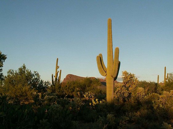 Saguaro National Park, Arizona