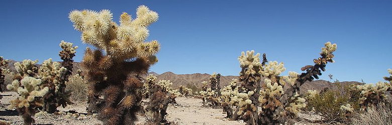 The Teddy-bear cholla trees in Joshua Tree National Park, California