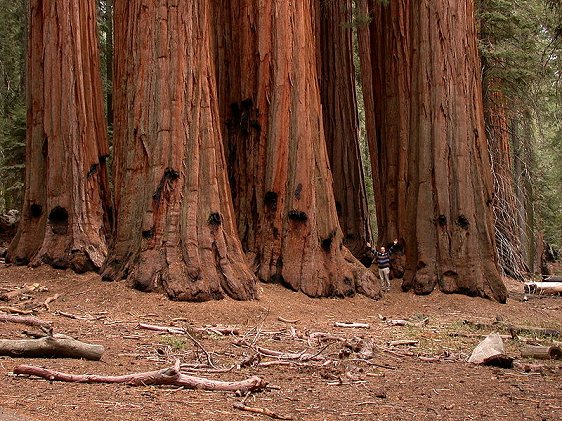 Giant Sequoias known as the House Group