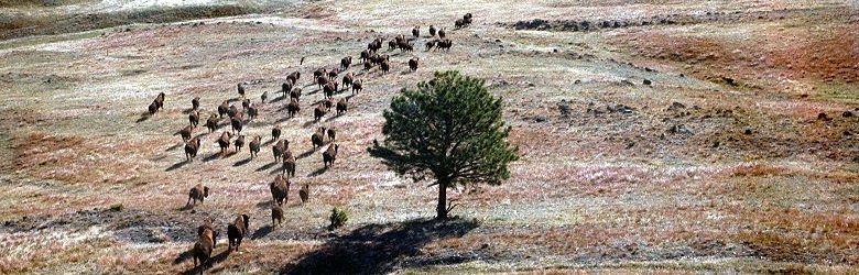 Herd of bison at Wind Cave National Park, South Dakota