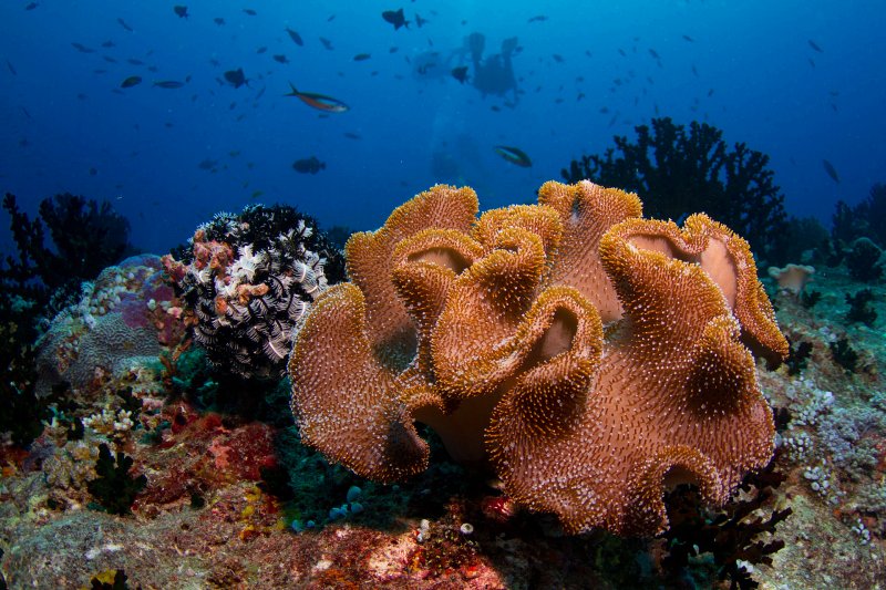 Soft coral, Maldives