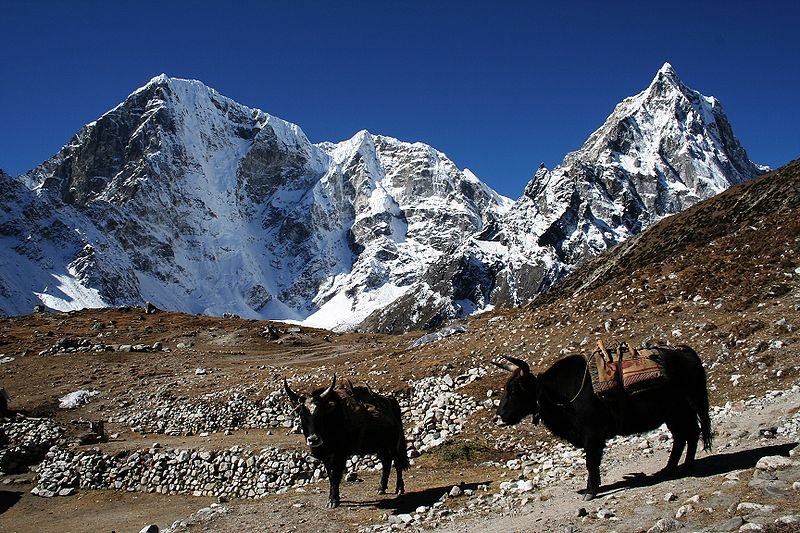 Yaks with Taboche mountain and Cholatse mountain