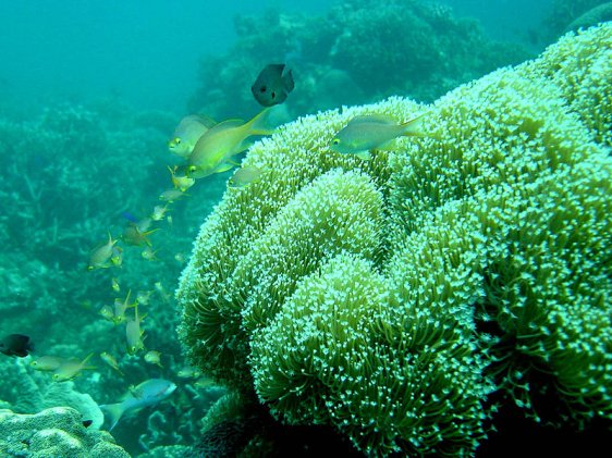 Coral reef off Moalboal, Cebu, Philippines
