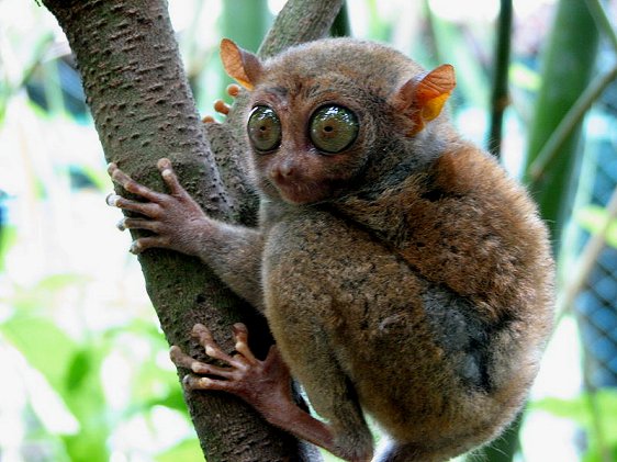The Philippine tarsier, as seen in Bohol