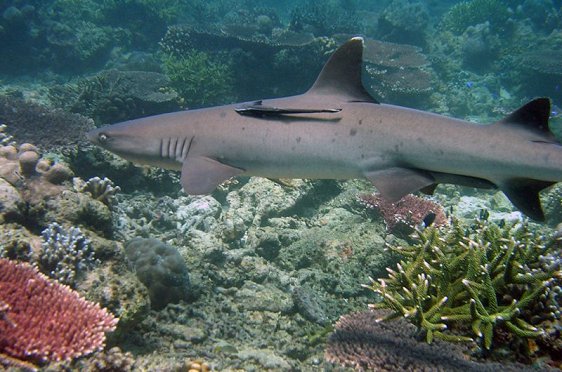 Shark at Tubbataha Reef, Palawan, Philippines