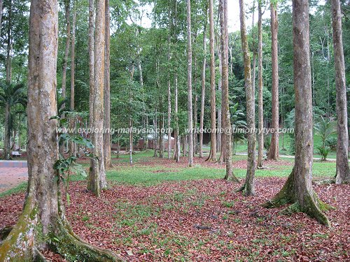 Seeing the forest for the trees