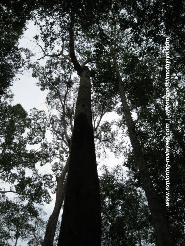 Tall trees, big forest