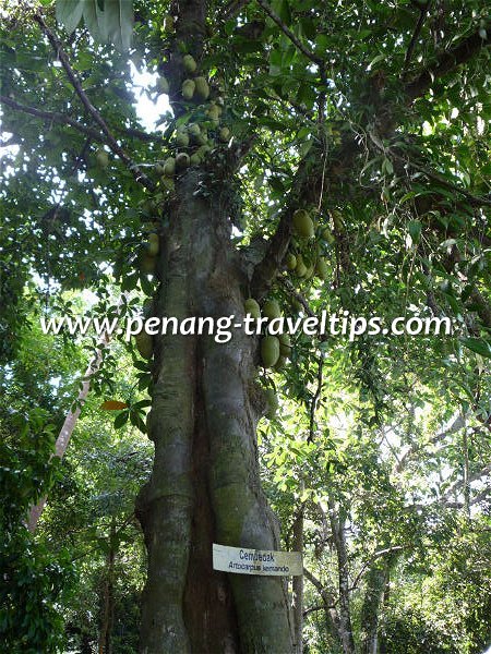 Cempedak tree on Pulau Aman Cempedak tree on Pulau Aman