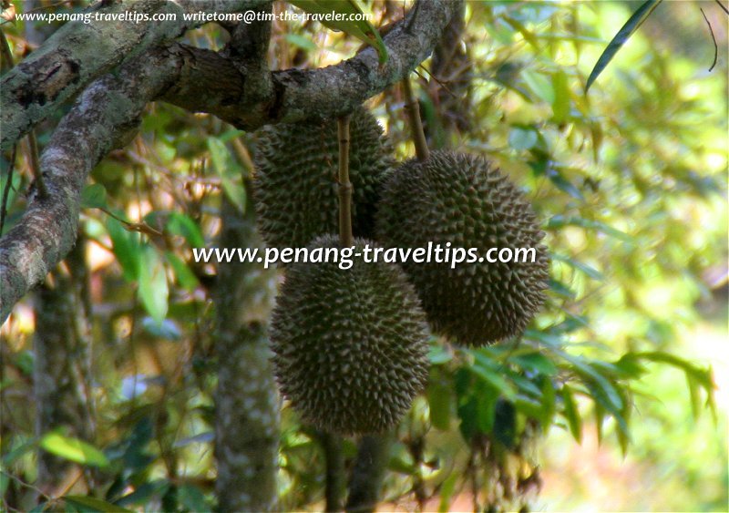 Durians in the tree