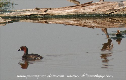 Grebe at the Pulau Burung marshland