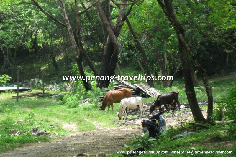 The cattle continue to graze at Kampung Buah Pala