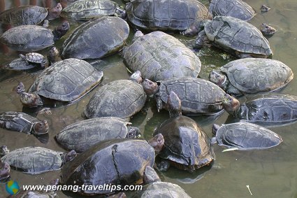 Tortoises in the Liberation Pond at Kek Lok Si Temple