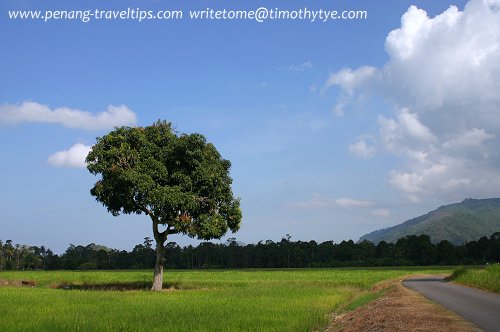 Last paddy fields of Penang, in Balik Pulau