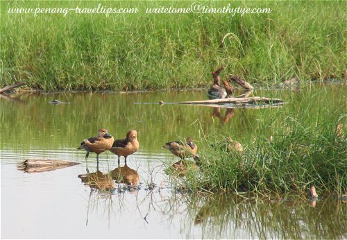Lesser tree duck at the Pulau Burung marshland