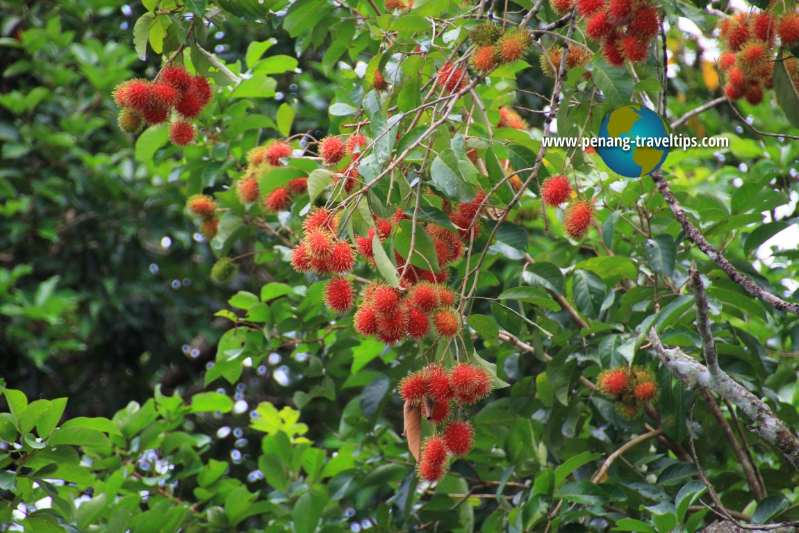 Rambutan tree in Sungai Pinang