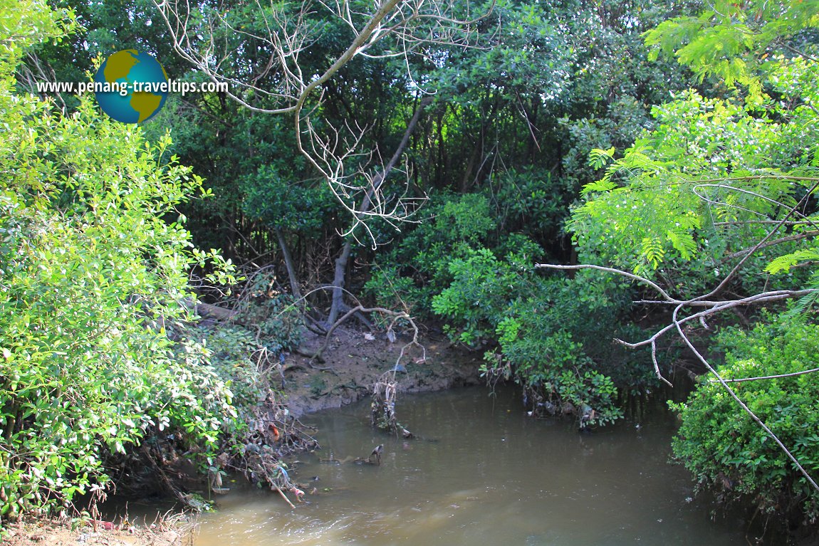 Batu Maung mangrove swamp