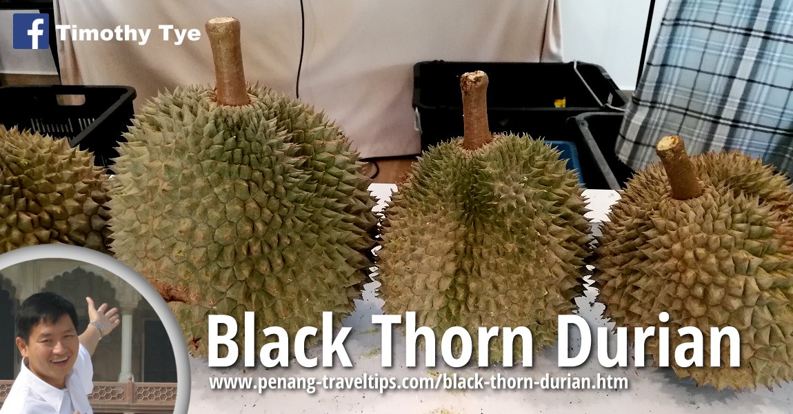 Black Thorn Durian