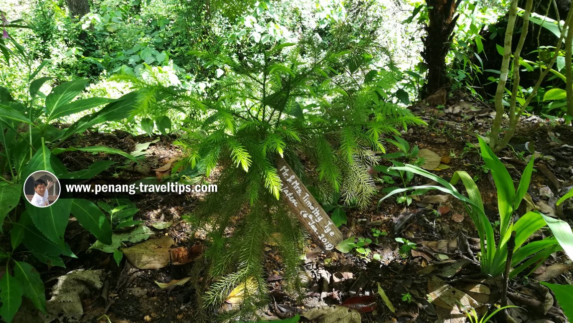 Our tree at The Habitat Penang Hill: Dacrydium elatium or Ru Bukit