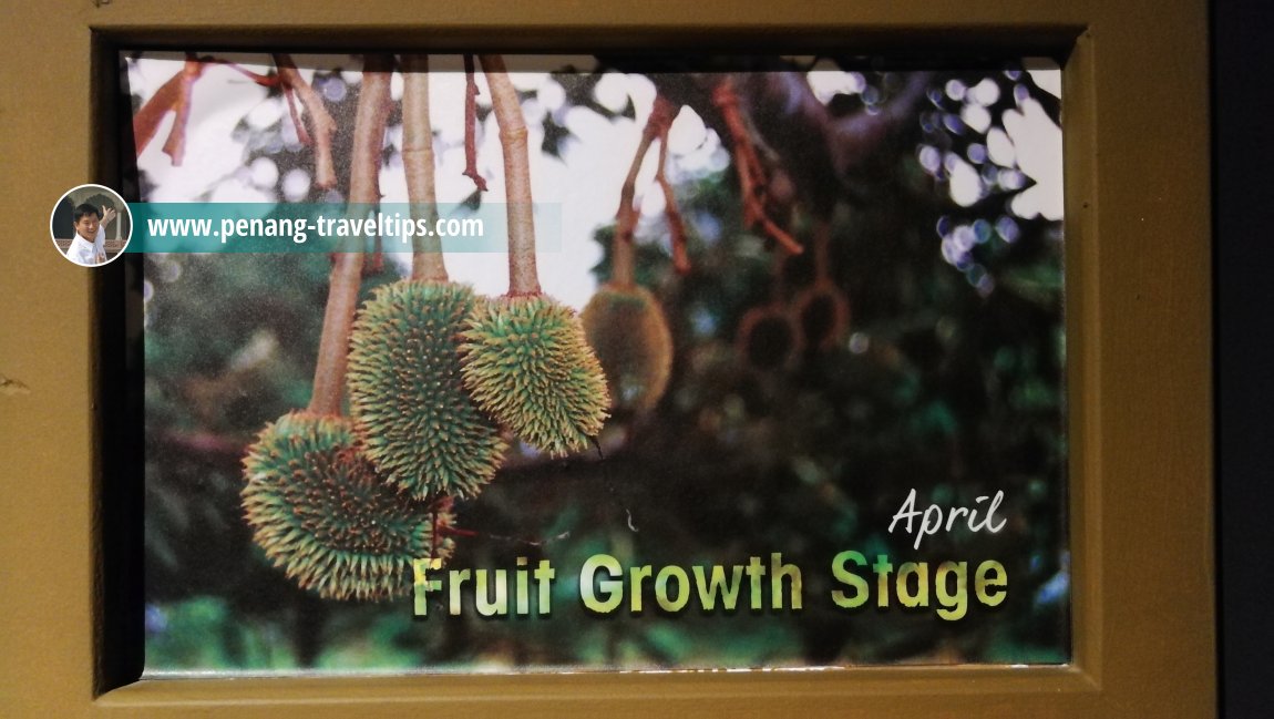 Durian - The King of Fruits, The TOP, Komtar, Penang