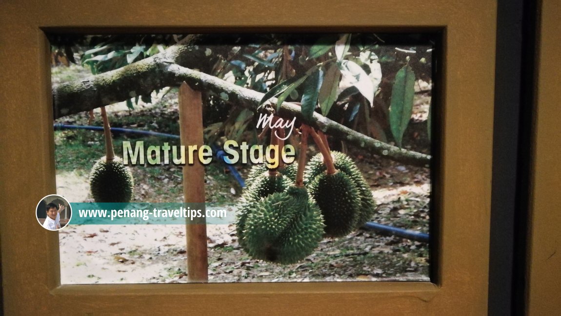 Durian - The King of Fruits, The TOP, Komtar, Penang