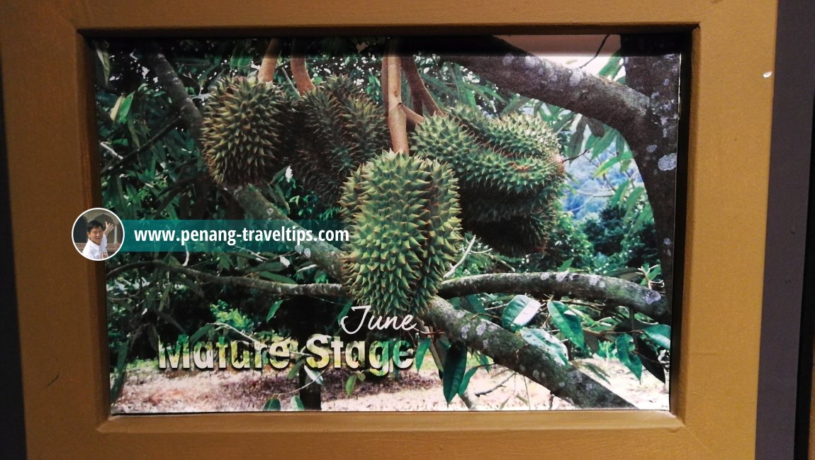 Durian - The King of Fruits, The TOP, Komtar, Penang