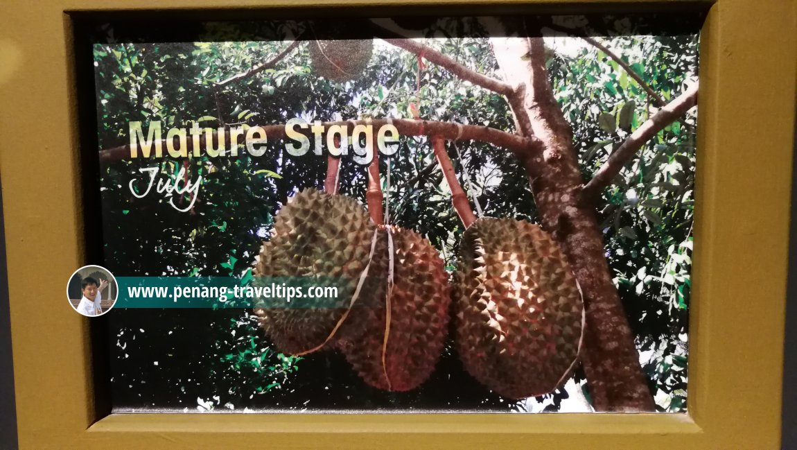 Durian - The King of Fruits, The TOP, Komtar, Penang