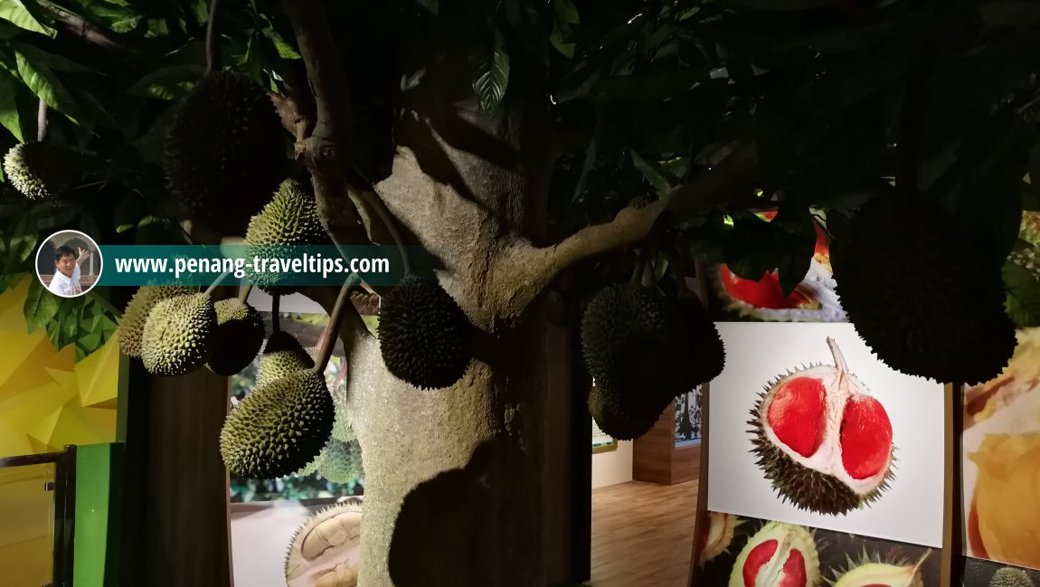 Durian - The King of Fruits, The TOP, Komtar, Penang