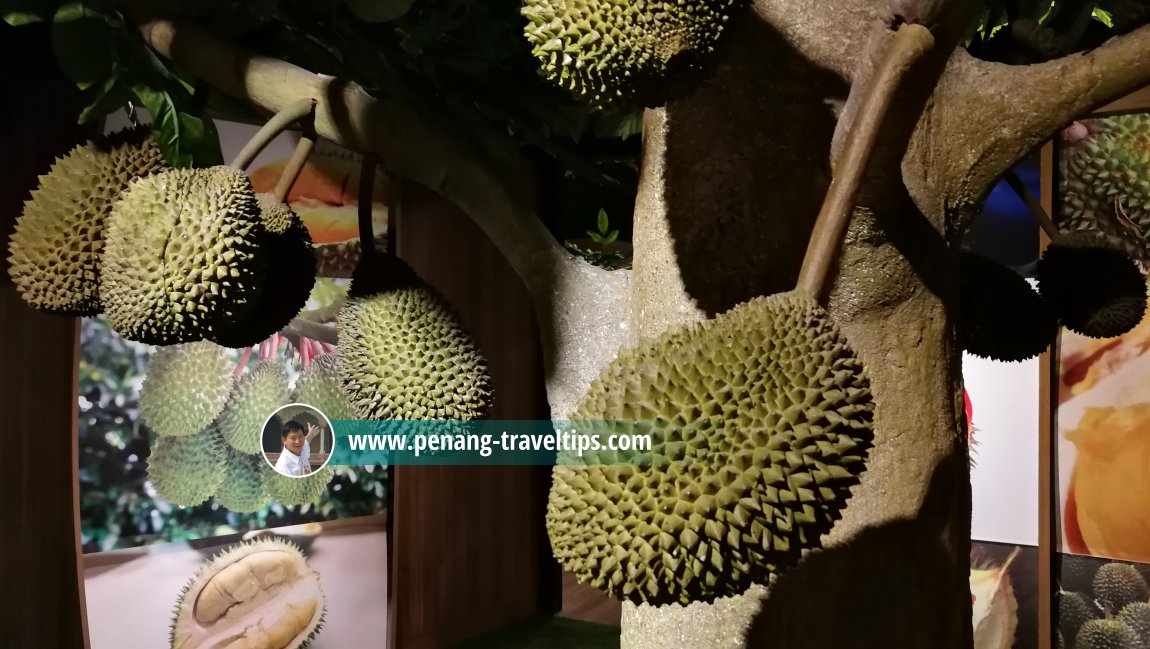 Durian - The King of Fruits, The TOP, Komtar, Penang