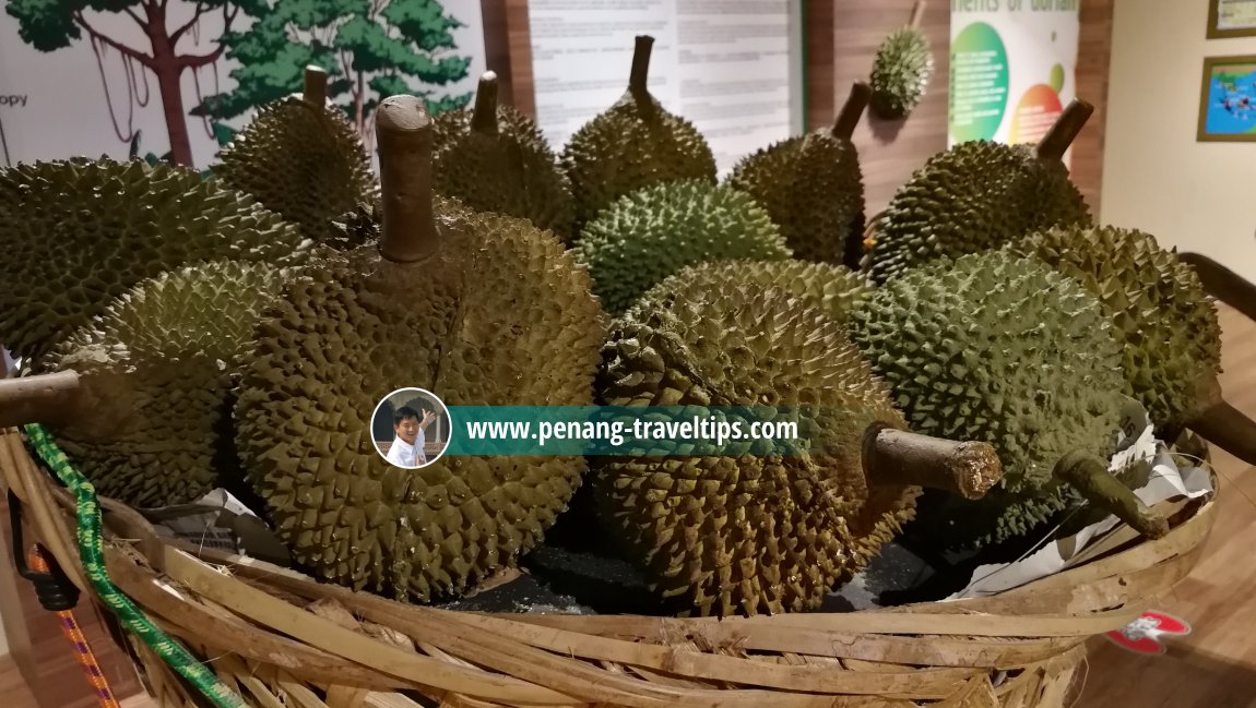 Durian - The King of Fruits, The TOP, Komtar, Penang