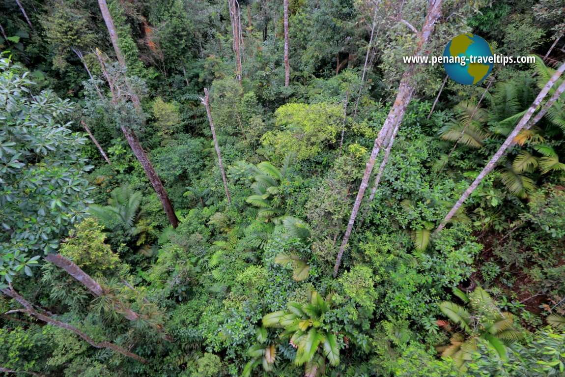 Langur Way Canopy Walk